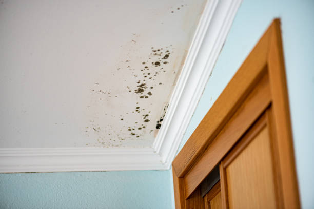 Best Attic Mold Removal  in Belgrade, MT
