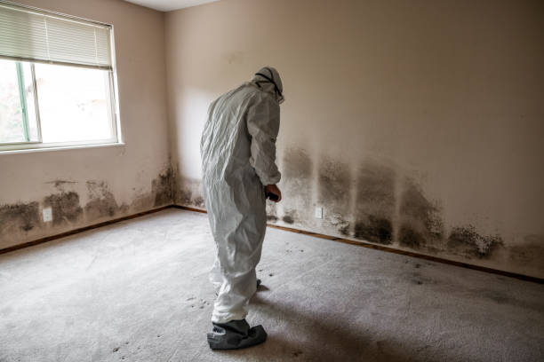 Mold Removal Process in Belgrade, MT