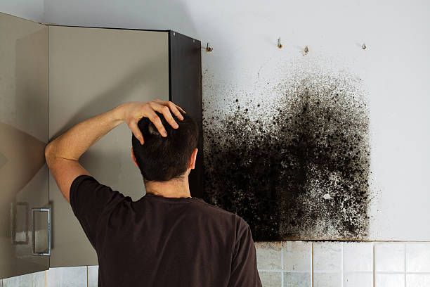 Best Office Mold Removal Services  in Belgrade, MT