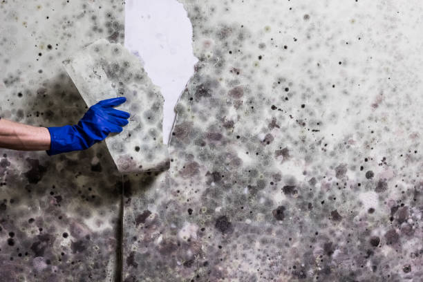 Best Certified Mold Removal  in Belgrade, MT