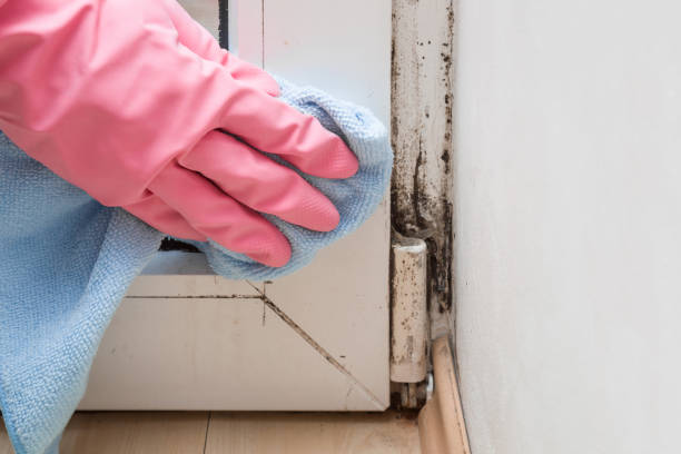 Best Crawl Space Mold Removal  in Belgrade, MT