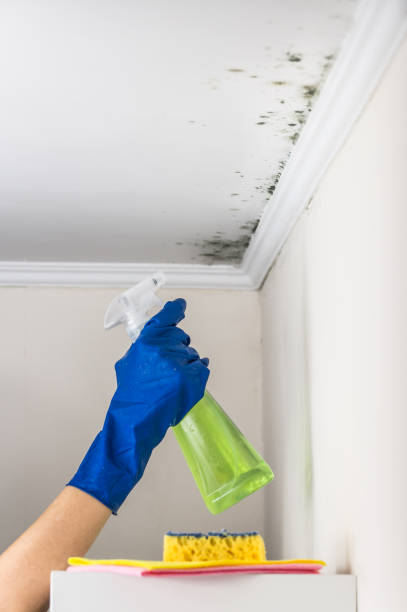 Best Black Mold Removal  in Belgrade, MT